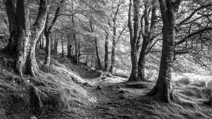 black and white photo of forest,