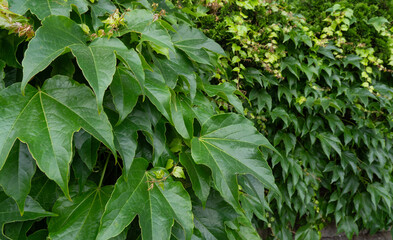 Parthenocissus green hedge, virginia crepeper foliage wall pattern, lush green victoria creeper ivy texture