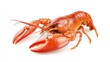 © Jang - Fresh boiled red shrimp on a white background