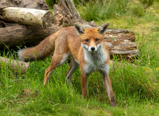 Wall Mural - Beautiful young male fox searching in the forest for food