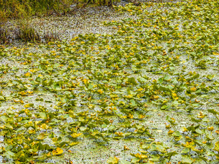 Canvas Print - Fisher Pond Close-up