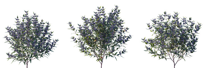 Wall Mural - set of caryopteris × clandonensis (bluebeard, blue spirea or blue mist) frontal set street low-mound