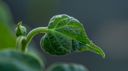 Wall Mural -  A tight shot of a green leaf dotted with water droplets, backdrop softly blurred