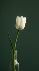 Sticker - white tulip on black background