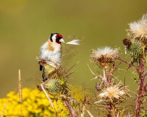 Wall Mural - Goldfinch pulling the seeds from a thistle to eat with beautiful natural background