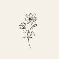 hand drawn cosmos flower illustration