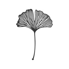Hand Drawn Black and White Illustration of a Ginkgo Leaf
