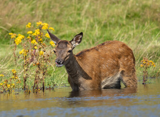 Poster - Red deer fawn enjoying cooling down in the water by the grass