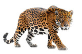 Full-body view of a jaguar isolated on a white background