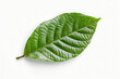 © SejutaCahaya - Green cocoa leaf isolated on white.