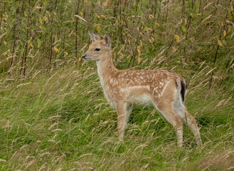 Poster - Fallow deer fawn in the green pasture