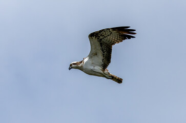 Wall Mural - Osprey hovering above a pond in search of fish