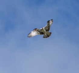 Wall Mural - Osprey hovering above a pond in search of fish