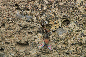 formica fusca ant insect macro photo