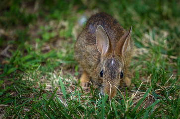 rabbit eating grass in summer