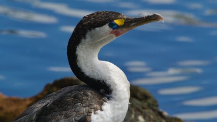 Wall Mural - New Zealand Pied Shag or Cormorant (Phalacrocorax varius) preening itself by the waterside