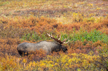 Sticker - Alaska Yukon Bull Moose in Denali National Park Alaska in Autumn