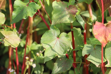 Green foliage of Buckwheat (Fagopyrum esculentum) plants in summer meadow