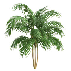 Lush green palm tree in bright indoor setting, cut out - stock png.