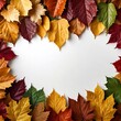 © Volha - Colorful background of autumn maple tree leaves background with white empty space for text. Multicolor maple leaves autumn background.
