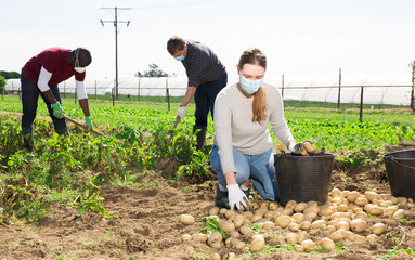 Sticker - Team of workers in protective medical masks harvests potatoes on farm plantation