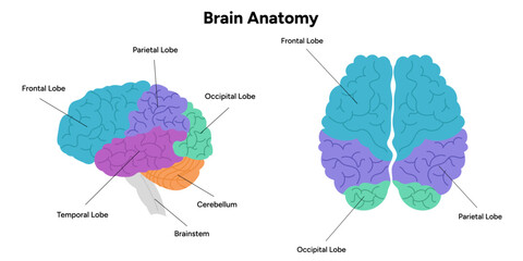 Poster - Brain areas parts functions. Cerebral cortex. Frontal, Somatosensory cortex, parietal, occiptal, temporal lobe. Colorful section infographic diagram