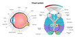 © Oksana - Suprachiasmatic nucleus of hypothalamus. Human visual system pathway cortex diagram. Right and left visual cortex and eye anatomy