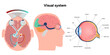 © Oksana - Suprachiasmatic nucleus of hypothalamus. Human visual system pathway cortex diagram. Right and left visual cortex and eye anatomy