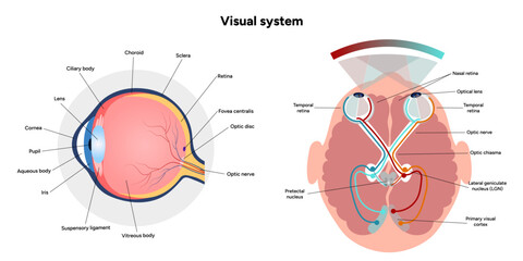 Wall Mural - Suprachiasmatic nucleus of hypothalamus. Human visual system pathway cortex diagram. Right and left visual cortex and eye anatomy