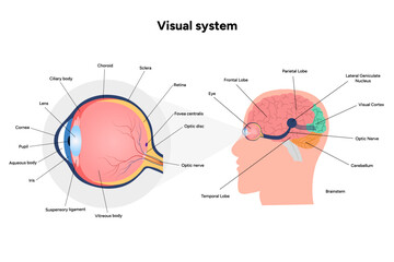 Poster - Suprachiasmatic nucleus of hypothalamus. Human visual system pathway cortex diagram. Right and left visual cortex and eye anatomy