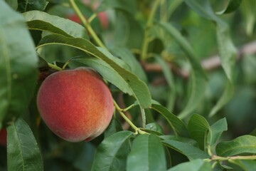 Wall Mural - Ripe peaches on tree branch in garden, closeup. Space for text