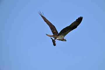 Wall Mural - Osprey in flight