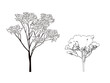 © Yuzheng - Tree line work illustrator drawing
