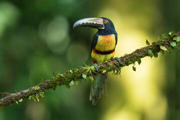 Collared Aracari Pteroglossus torquatus in Costa Rica forest