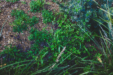 Wall Mural - weeds and unwanted plants growing amont feature plants in Australian backyard