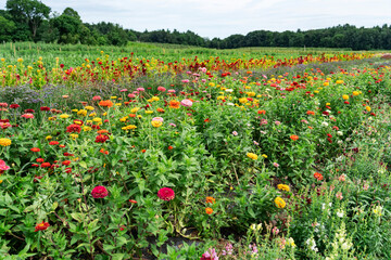 flower garden field outdoor in summer