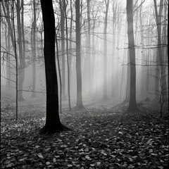 Poster - Misty forest with tall trees in black and white.