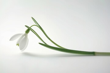 Tranquil depiction of a delicate snowdrop in serene light