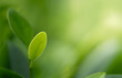 © Dilok - Closeup beautiful view of nature green leaf on greenery blurred background with sunlight and copy space. It is use for natural ecology summer background and fresh wallpaper concept.