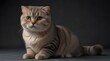 © Zartasha - Scottish fold cat isolated on transparent background.generative.ai