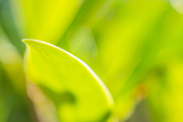 Wall Mural - Natural plant green leaf in garden with bokeh background