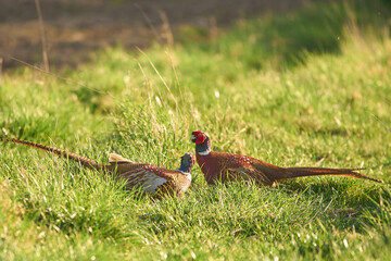 Male pheasants in green field during sunny weather