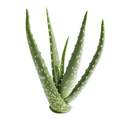 Isolated Aloe Vera Plant with Spiked Green Leaves without Background