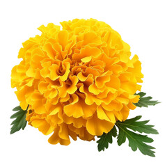 Isolated Yellow Marigold Flower with Green Leaves without Background.