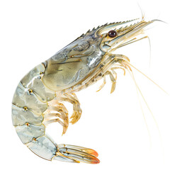 Isolated Transparent Shrimp with Detailed Anatomy and Features.