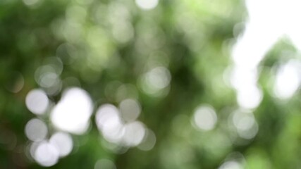 Wall Mural - green bokeh background, leave blur background
