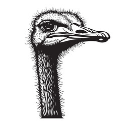 Poster - black and white engrave isolated ostrich vector illustration