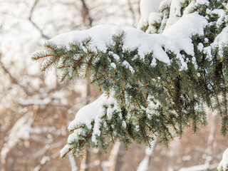 Wall Mural - Green fir branches in winter covered with snow