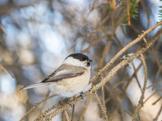 Sticker - Cute bird the willow tit, song bird sitting on a branch without leaves in the winter.