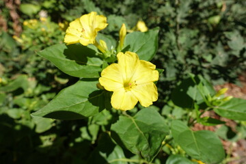 Poster - Close view of two bright yellow flowers of Mirabilis jalapa in September